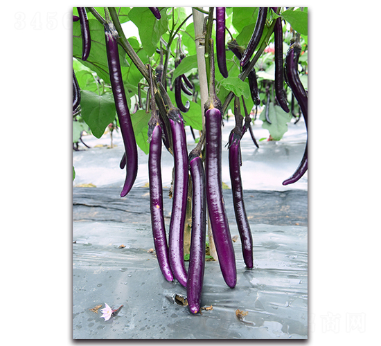 ����-���ӷN��-�������r�I(y��)