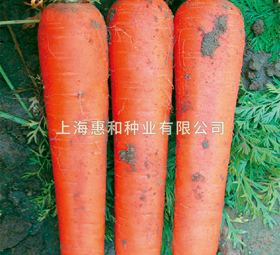 �t��601-���}���N��-�ݺͷN�I(y��)