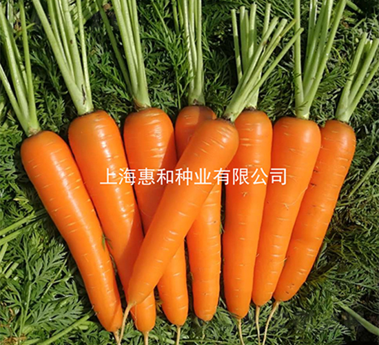 �{��˹-���}���N��-�ݺͷN�I(y��)