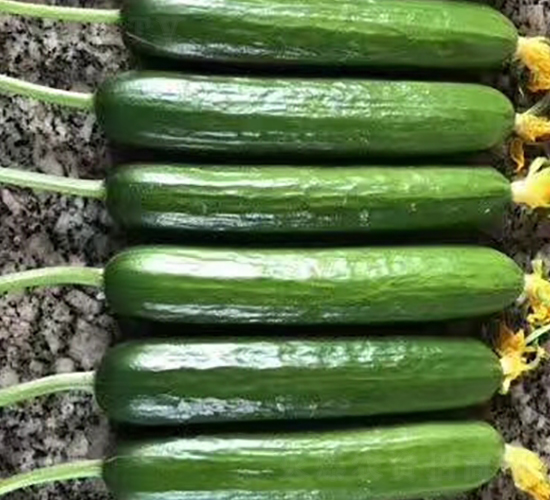 ���m�W��-�S�ϷN��-����N�I(y��)