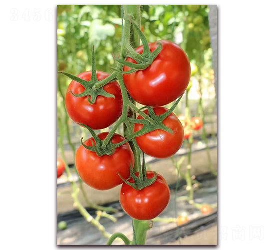 �����_-���ѷN��-����N�I(y��)