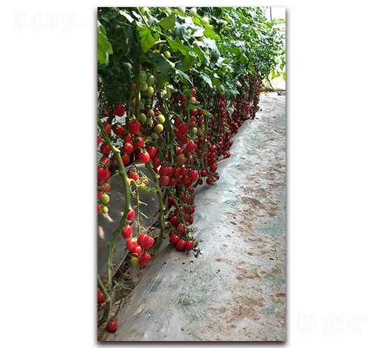 ǧ��-���ѷN��-����N�I(y��)