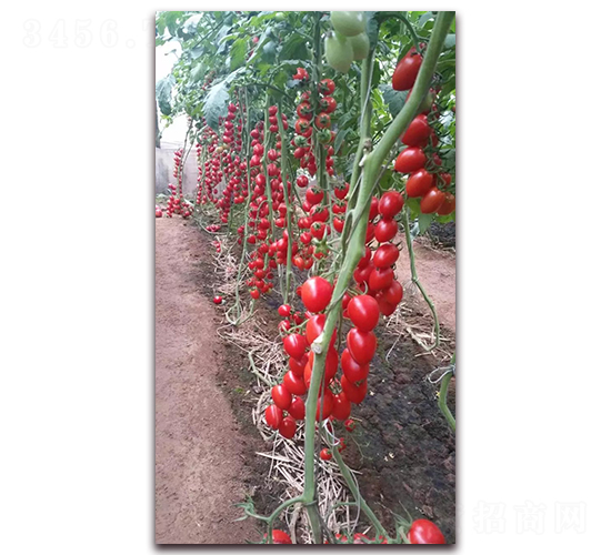 361-���ѷN��-����N�I(y��)