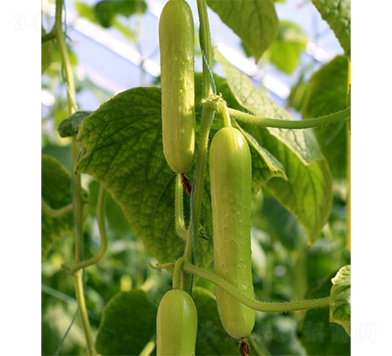 白美一號(hào)-黃瓜種子-山東墾源