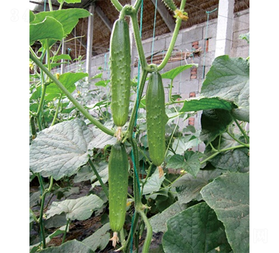 �G��1̖-�S�ϷN��-ɽ�|��Դ