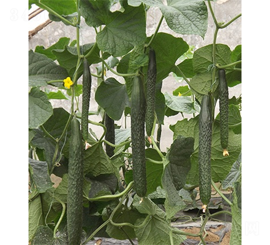 �G��1̖-�S�ϷN��-ɽ�|��Դ