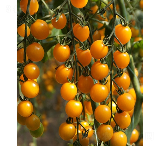 �ۼ�301-���ѷN��-ɽ�|��Դ