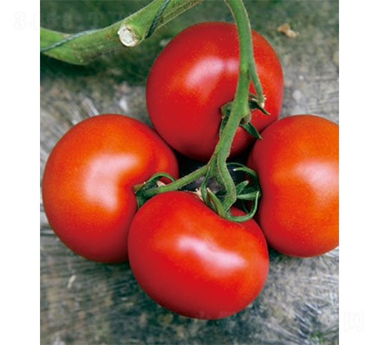 �ۼ�205-���ѷN��-ɽ�|��Դ