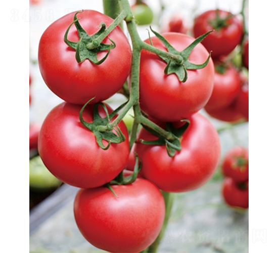 �ۼ�168-���ѷN��-ɽ�|��Դ