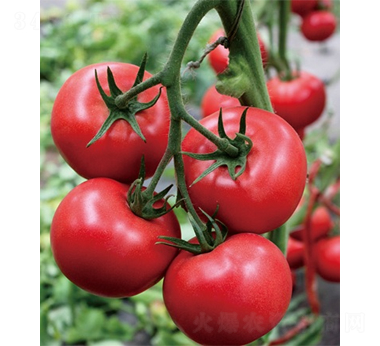 ��(��i)��163-���ѷN��-ɽ�|��Դ