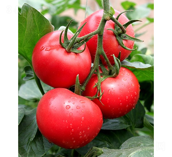 ��(��i)��158-���ѷN��-ɽ�|��Դ