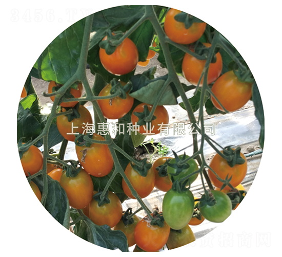 ��С��-С���ѷN��-�ݺͷN�I(y��)