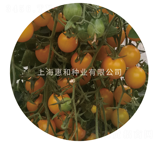 �S��16-С���ѷN��-�ݺͷN�I(y��)