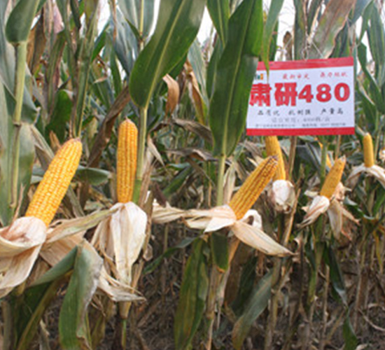 �C��480-���׷N��-�����r(n��ng)�I(y��)