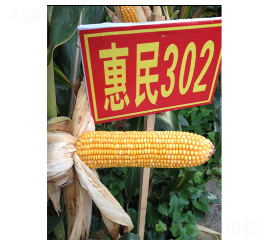 惠民302-玉米種子-惠民農(nóng)業(yè)