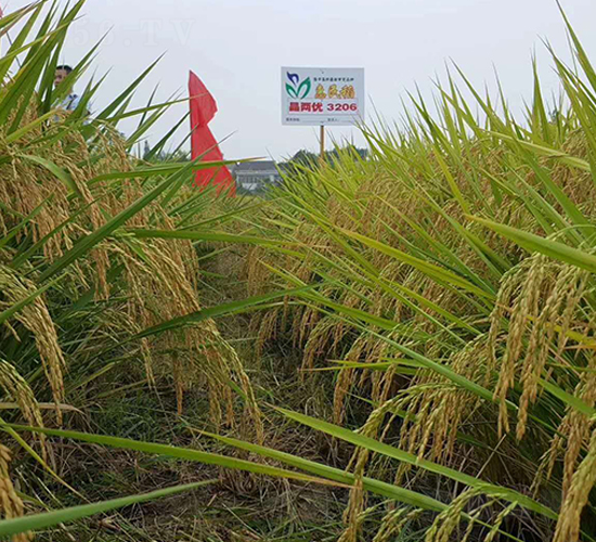晶兩優(yōu)3206-水稻種子-惠民農(nóng)業(yè)