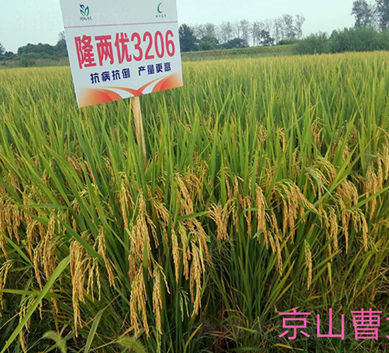 隆兩優(yōu)3206-水稻種子-惠民農(nóng)業(yè)