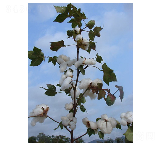 新陸中42號-棉花種子-惠民農(nóng)業(yè)