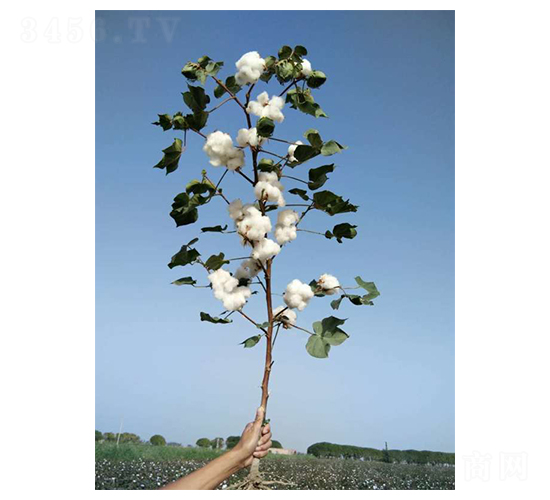 新陸早42-棉花種子-惠民農(nóng)業(yè)