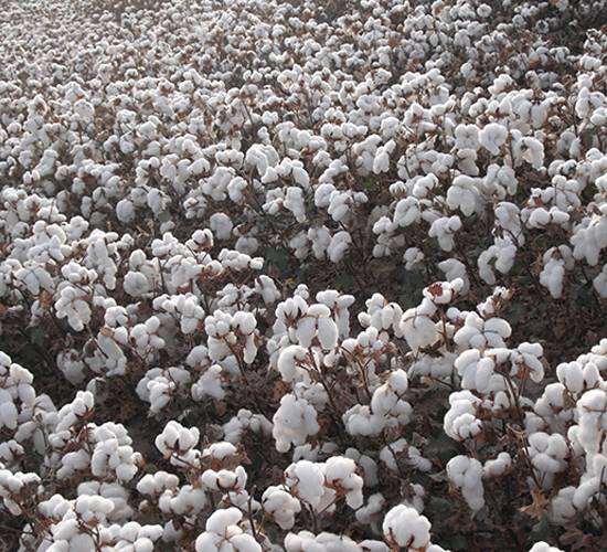 新陸中67號(hào)-棉花種子-惠民農(nóng)業(yè)