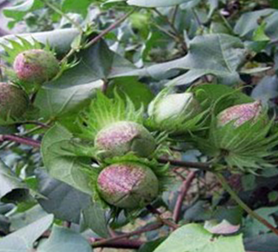 華惠2號-棉花種子-惠民農(nóng)業(yè)