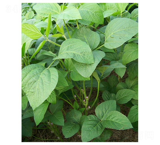 ����11-�󶹷N��-����N�I(y��)