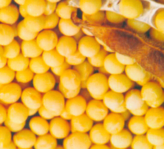 ����5̖(h��o)-�󶹷N��-����N�I(y��)