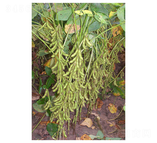 ����4̖(h��o)-�󶹷N��-����N�I(y��)