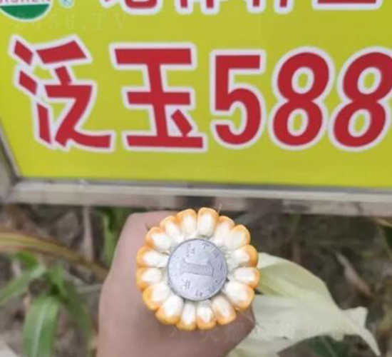 泛玉588-玉米種子-地神種業(yè)