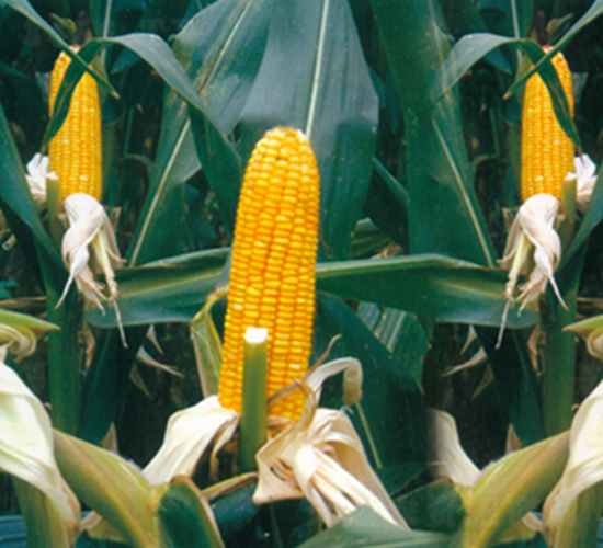 泛玉6號-玉米種子-地神種業(yè)