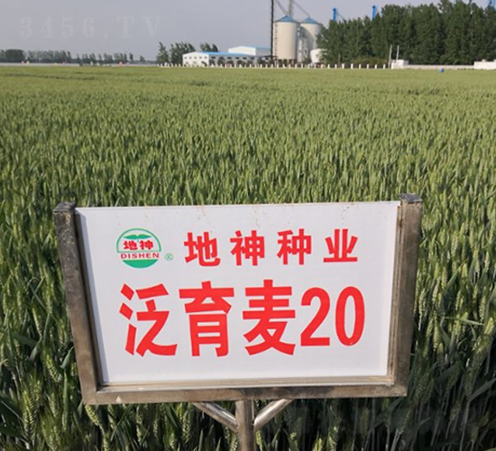 泛育麥20-小麥種子-地神種業(yè)