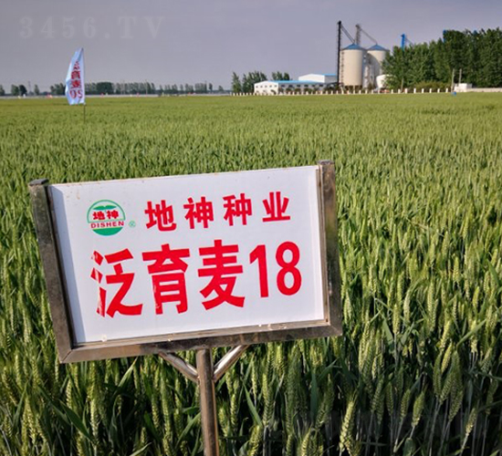 泛育麥18-小麥種子-地神種業(yè)
