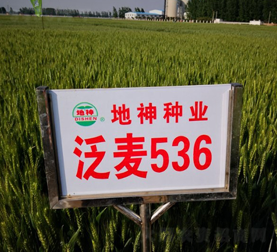 泛麥536-小麥種子-地神種業(yè)