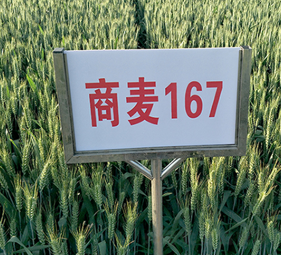 商麥176-小麥種子-地神種業(yè)