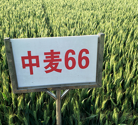 中麥66-小麥種子-地神種業(yè)