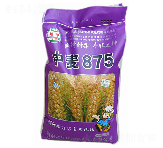 中麥875-小麥種子-地神種業(yè)