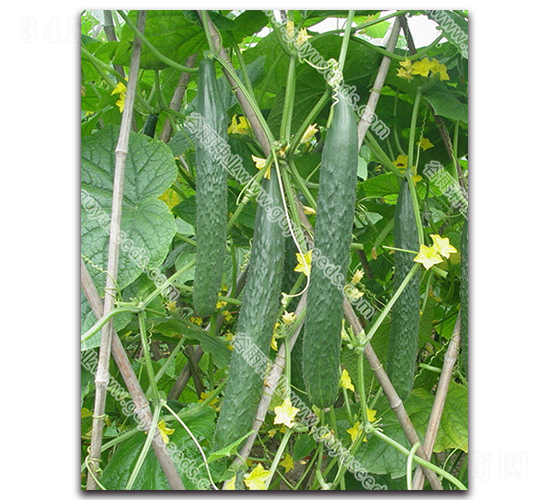 �G��һ̖(h��o)�S��-�S�ϷN��-����N�I(y��)