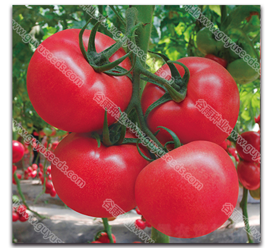 谷雨天妃三號(hào)-番茄種子-谷雨種業(yè)