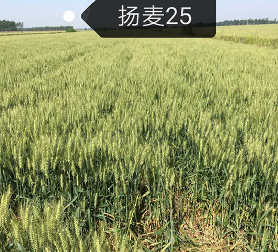 �P(y��ng)��25-С���N��-ϲ����