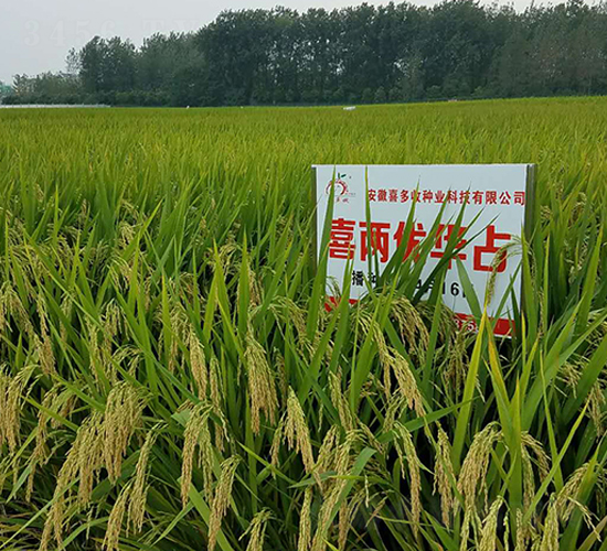 喜兩優(yōu)華占-水稻種子-喜多收