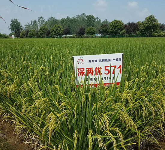 深兩優(yōu)571-水稻種子-喜多收