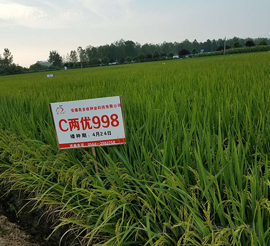 C兩優(yōu)998-水稻種子-喜多收