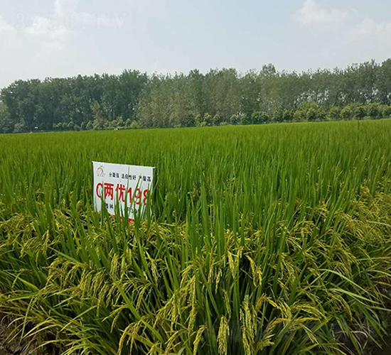 C兩優(yōu)198-水稻種子-喜多收