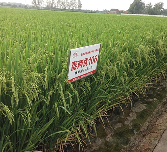 ϲ�Ƀ�(y��u)106-ˮ���N��-ϲ����