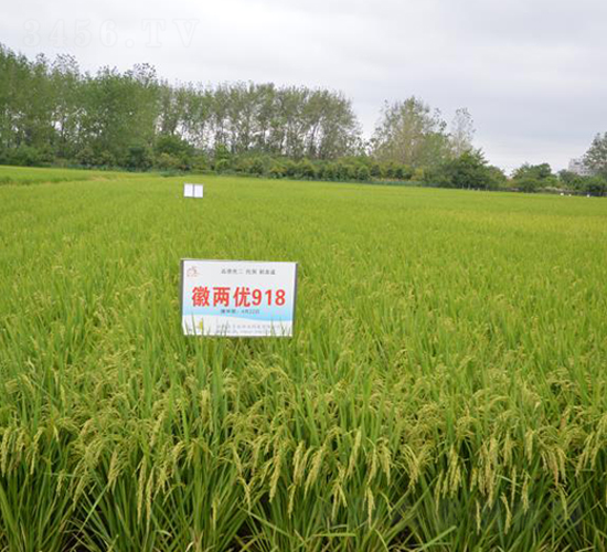 徽兩優(yōu)918-水稻種子-喜多收