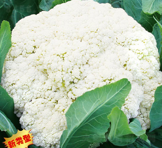 �ɲ���901-�ɻ��˷N��-�ݠ���