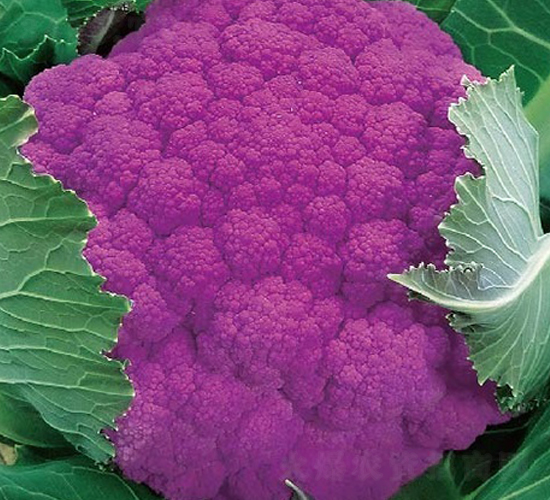 ���϶ร-���˷N��-�ݠ���