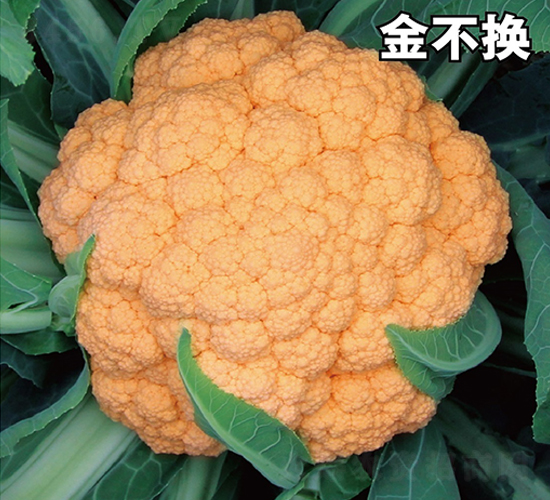 �𲻓Q-���˷N��-�ݠ���