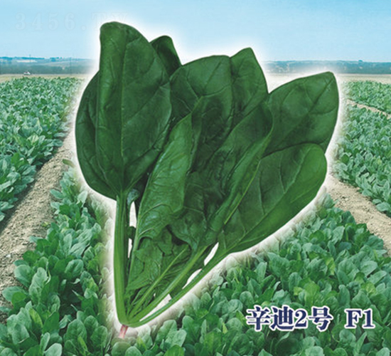 ����2̖(h��o)F1-���˷N��-ʥ�A���S