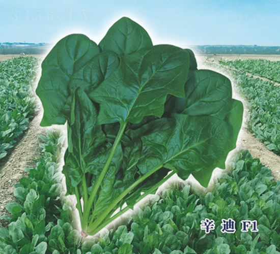 辛迪F1-菠菜種子-圣華德豐